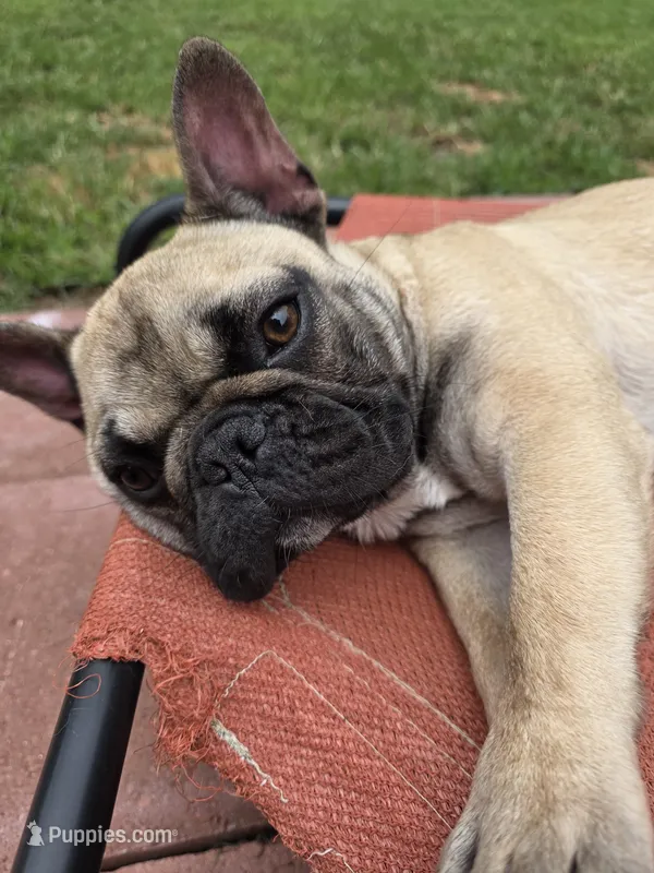 Wendy – French Bulldog puppy for sale in Disputanta, VA