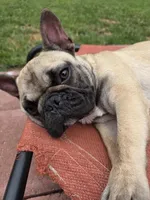 Wendy, a female French Bulldog for sale in Disputanta, VA – 1 of 3
