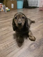 Cheryl, a female Miniature Dachshund for sale in Disputanta, VA – 2 of 7