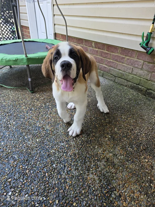 Bubba – Saint Bernard puppy for sale in Disputanta, VA