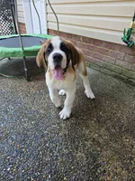 Bubba, a male Saint Bernard for sale in Disputanta, VA – 1 of 4