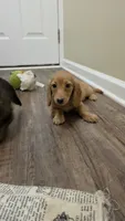 Cheryl, a female Miniature Dachshund for sale in Disputanta, VA – 3 of 7