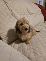 Maple, a female Miniature Dachshund for sale in Disputanta, VA – 3 of 3