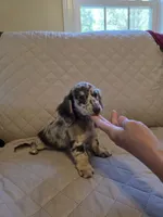 Dottie, a female Miniature Dachshund for sale in Disputanta, VA – 2 of 2