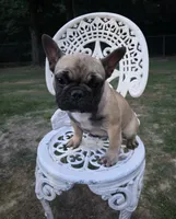 Wendy, a female French Bulldog for sale in Disputanta, VA – 3 of 5