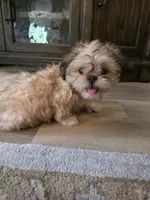 Frank, a male Shih Tzu for sale in Disputanta, VA – 4 of 4