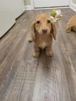 Cheryl, a female Miniature Dachshund for sale in Disputanta, VA – 5 of 7