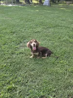 Mallory, a female Miniature Dachshund for sale in Disputanta, VA – 3 of 3
