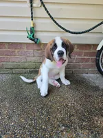 Bubba, a male Saint Bernard for sale in Disputanta, VA – 2 of 4