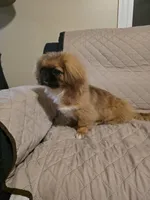Sherry, a female Pekingese for sale in Disputanta, VA – 3 of 3