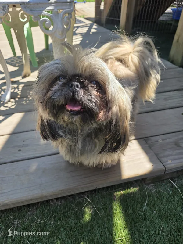 Holly – Shih Tzu puppy for sale in Disputanta, VA