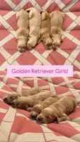 Girl Pink Collar, a male Golden Retriever for sale in Raeford, NC – 2 of 4