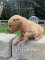 Buddy, a male Golden Retriever for sale in Raeford, NC – 9 of 10
