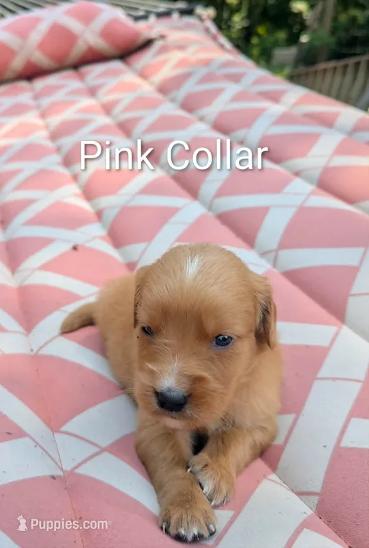 Pink Collar – Golden Retriever puppy for sale in Raeford, NC