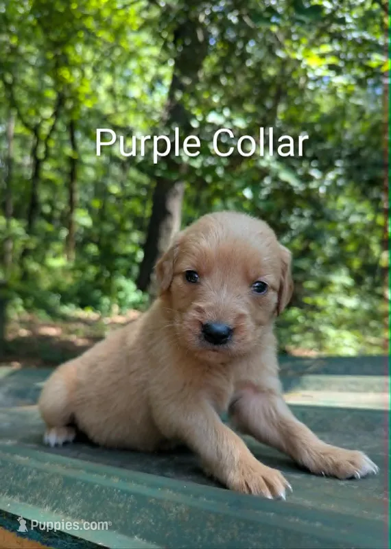 Purple Collar – Golden Retriever puppy for sale in Raeford, NC