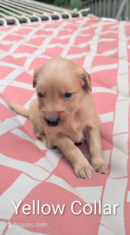 Yellow Collar – Golden Retriever puppy for sale in Raeford, NC