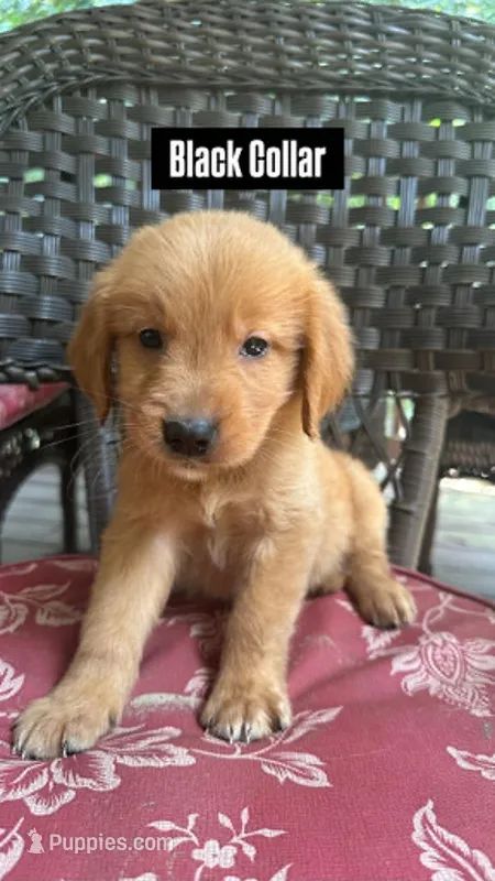 Black Collar – Golden Retriever puppy for sale in Raeford, NC