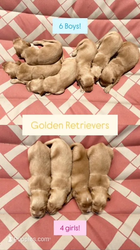 Girl White Collar – Golden Retriever puppy for sale in Raeford, NC