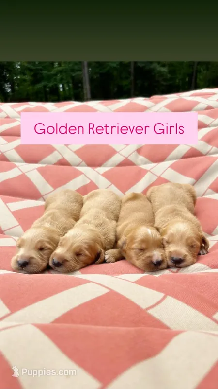 Girl Purple Collar – Golden Retriever puppy for sale in Raeford, NC