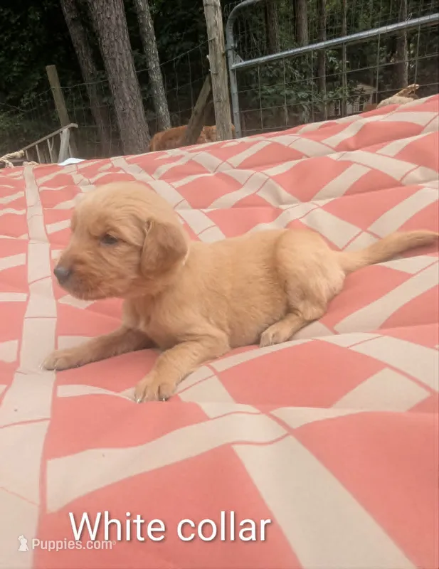White Collar – Golden Retriever puppy for sale in Raeford, NC