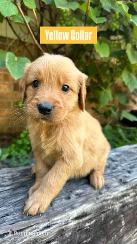 Yellow Collar – Golden Retriever puppy for sale in Raeford, NC