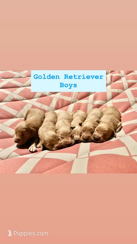 Boy Green Collar – Golden Retriever puppy for sale in Raeford, NC
