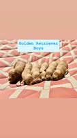 Boy Green Collar, a male Golden Retriever for sale in Raeford, NC – 1 of 4