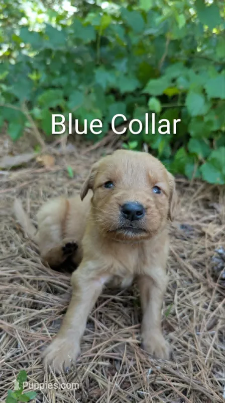 Blue Collar – Golden Retriever puppy for sale in Raeford, NC