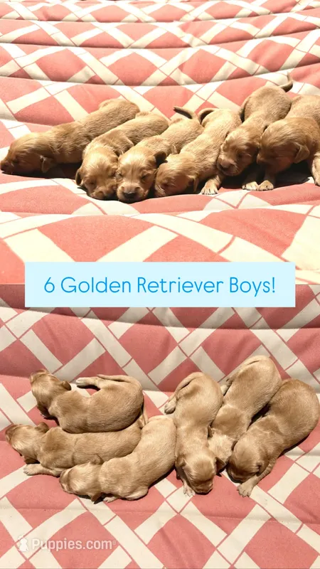 Boy Yellow Collar – Golden Retriever puppy for sale in Raeford, NC