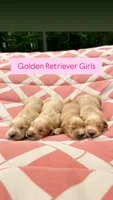 Girl Gold Collar, a male Golden Retriever for sale in Raeford, NC – 1 of 5