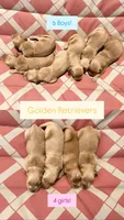 Girl Pink Collar, a male Golden Retriever for sale in Raeford, NC – 1 of 4