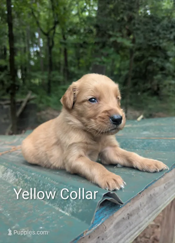 Yellow Collar – Golden Retriever puppy for sale in Raeford, NC
