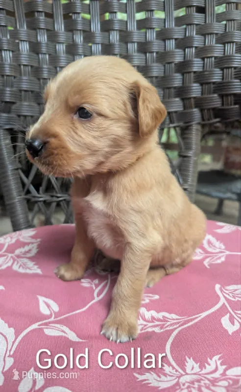 Gold Collar – Golden Retriever puppy for sale in Raeford, NC