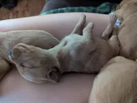 Boy Orange Collar , a male Golden Retriever for sale in Raeford, NC – 1 of 5