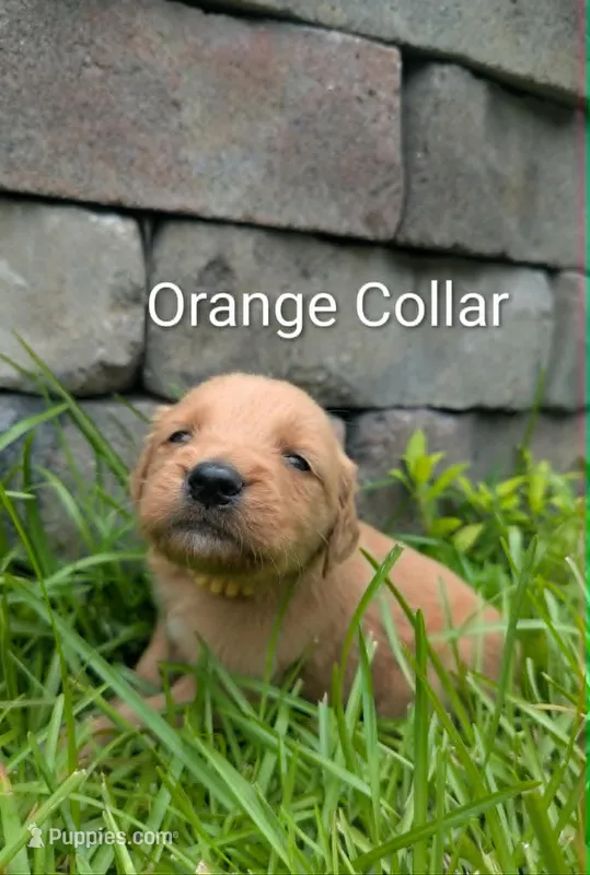 Orange Collar  – Golden Retriever puppy for sale in Raeford, NC
