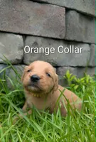 Buddy, a male Golden Retriever for sale in Raeford, NC – 8 of 10
