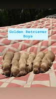 Boy Yellow Collar, a male Golden Retriever for sale in Raeford, NC – 3 of 4