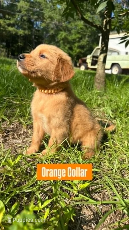 Orange Collar  – Golden Retriever puppy for sale in Raeford, NC