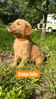 Buddy, a male Golden Retriever for sale in Raeford, NC – 5 of 10