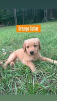 Buddy, a male Golden Retriever for sale in Raeford, NC – 3 of 10
