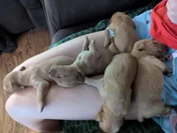 Boy Black Collar, a male Golden Retriever for sale in Raeford, NC – 2 of 4