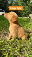 Buddy, a male Golden Retriever for sale in Raeford, NC – 10 of 10