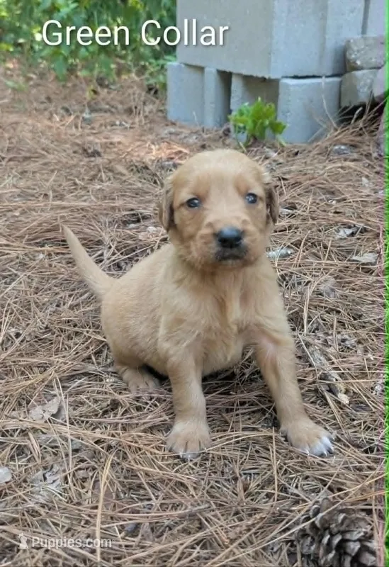 Green Collar – Golden Retriever puppy for sale in Raeford, NC