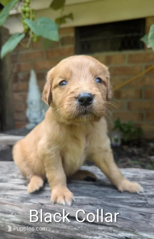 Black Collar – Golden Retriever puppy for sale in Raeford, NC