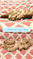 Boy Blue Collar, a male Golden Retriever for sale in Raeford, NC – 3 of 4