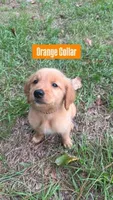 Buddy, a male Golden Retriever for sale in Raeford, NC – 4 of 10