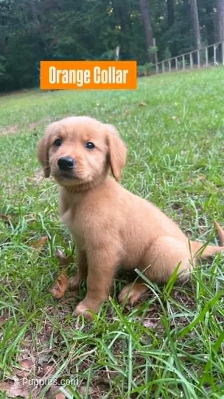 Buddy – Golden Retriever puppy for sale in Raeford, NC