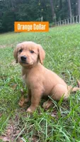 Buddy, a male Golden Retriever for sale in Raeford, NC – 1 of 10