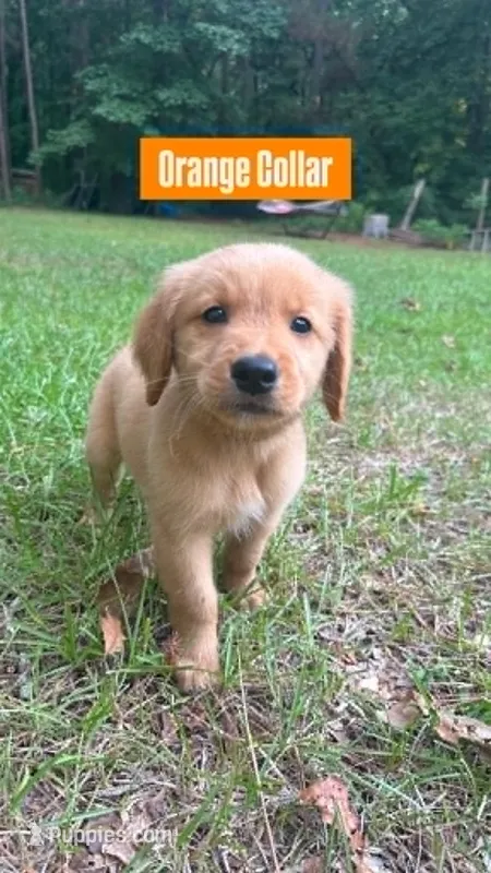 Orange Collar  – Golden Retriever puppy for sale in Raeford, NC