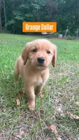 Buddy, a male Golden Retriever for sale in Raeford, NC – 2 of 10